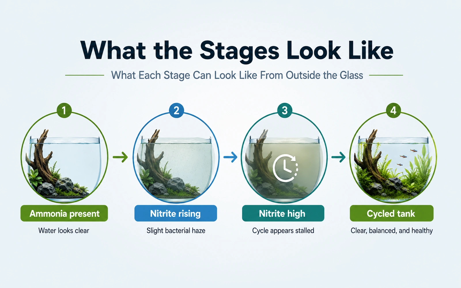 Four-stage aquarium cycling guide from ammonia present through nitrite rising and high to a cycled tank