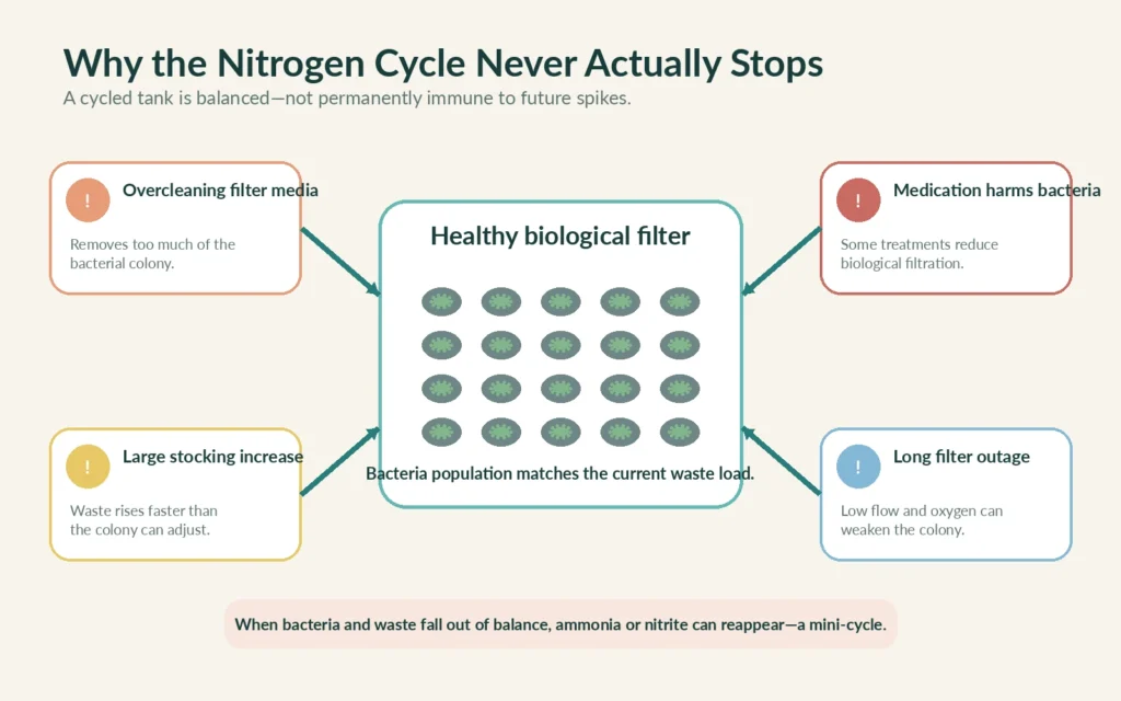 Aquarium mini-cycle causes including overcleaning filter media medication new fish and filter outage
