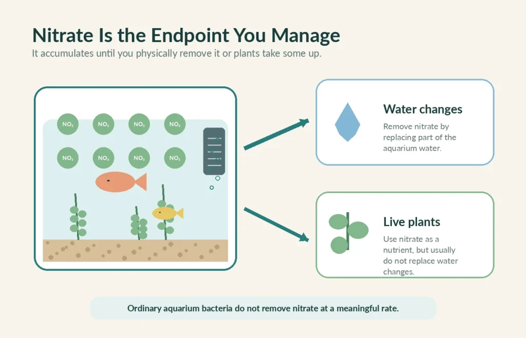 Aquarium nitrate being reduced through water changes and uptake by live plants