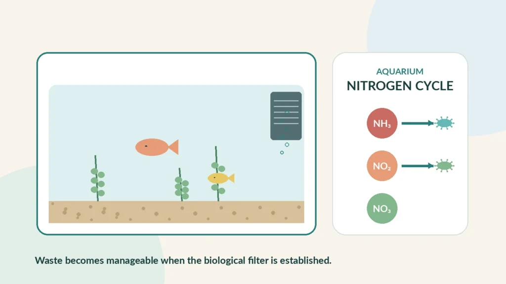 Freshwater aquarium showing the nitrogen cycle from ammonia to nitrite and nitrate