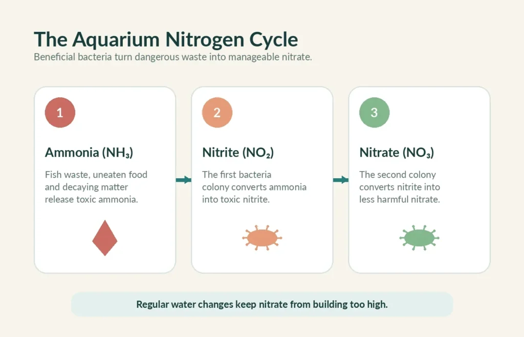 Aquarium nitrogen cycle showing ammonia converting to nitrite and then nitrate