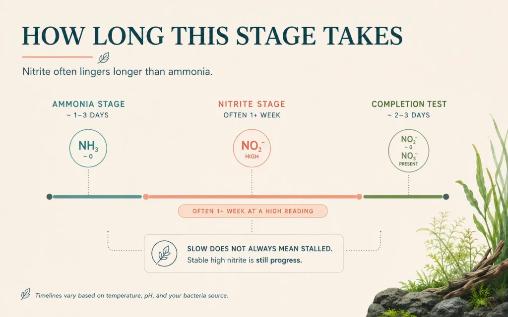 Timeline showing a short ammonia stage, a longer nitrite stage often lasting a week or more, and a short completion-test stage