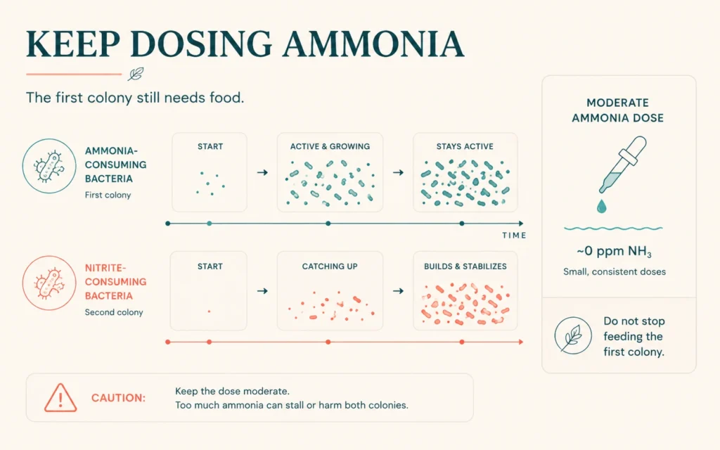 Diagram showing the first bacteria colony staying active with moderate ammonia dosing while the second colony catches up on nitrite