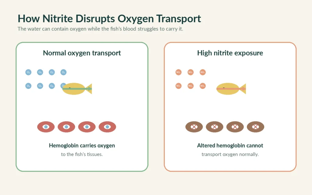 Diagram comparing normal oxygen transport with nitrite interfering with fish hemoglobin
