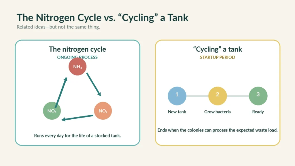Comparison of the permanent aquarium nitrogen cycle and the temporary startup process of cycling a tank