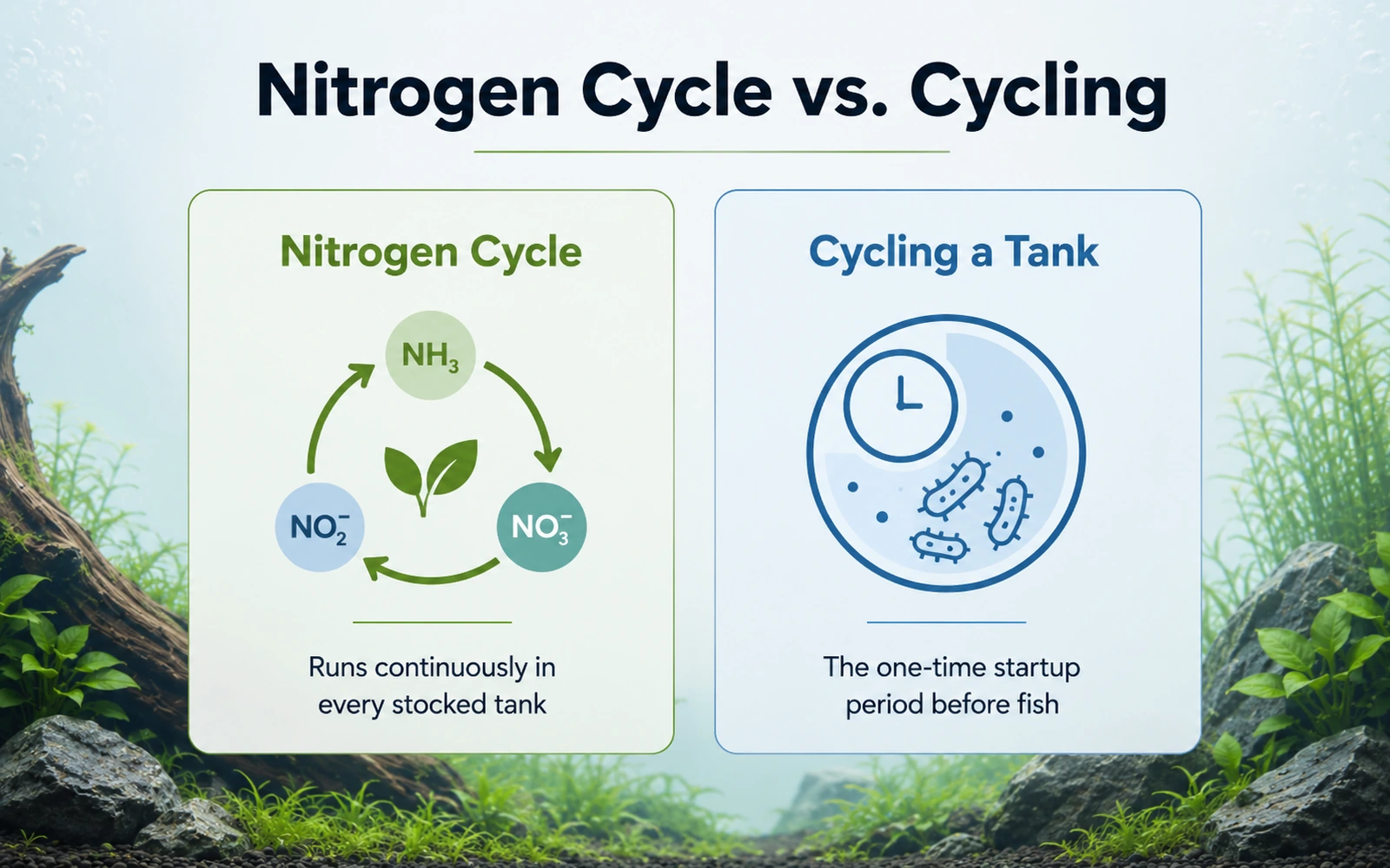 Comparison of the continuous aquarium nitrogen cycle with the one-time startup process of cycling a tank