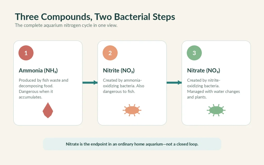 Aquarium nitrogen cycle showing ammonia nitrite and nitrate connected by two groups of bacteria