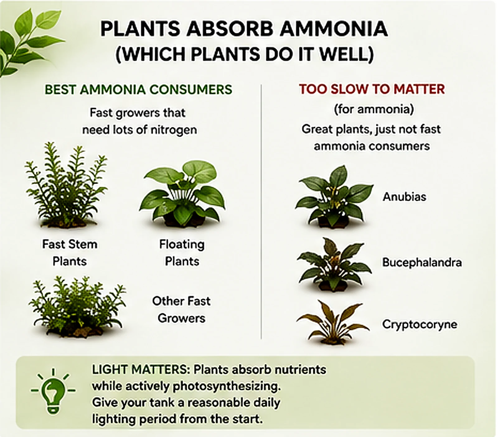 Comparison of fast-growing stem and floating aquarium plants with slower-growing anubias bucephalandra and cryptocoryne