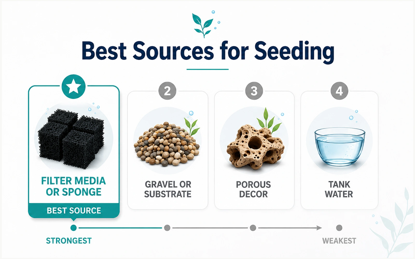 Ranked aquarium seeding sources showing filter media or sponge first, gravel second, porous decor third, and tank water last