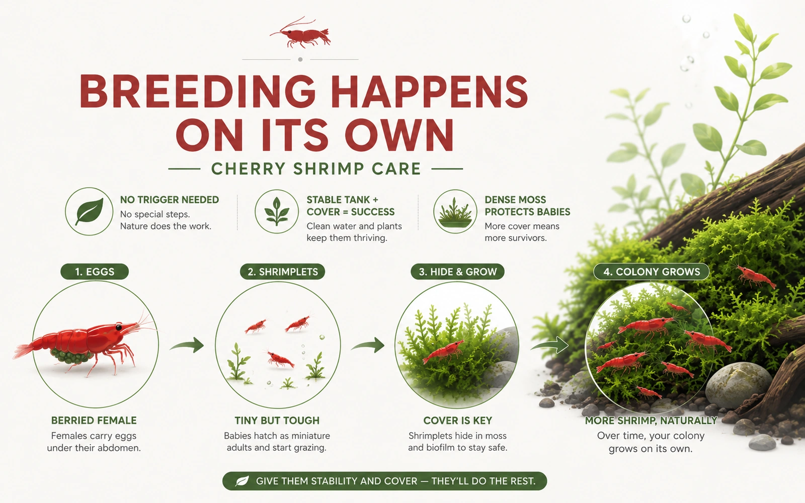 Infographic showing cherry shrimp breeding from berried female to shrimplets to a growing colony with cover and moss.