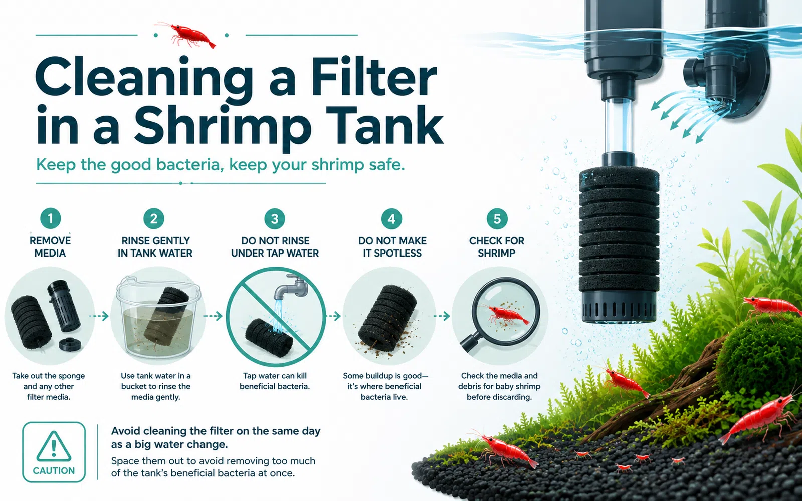 Minimalist aquarium infographic showing the correct way to clean a shrimp tank filter while protecting beneficial bacteria and baby shrimp.