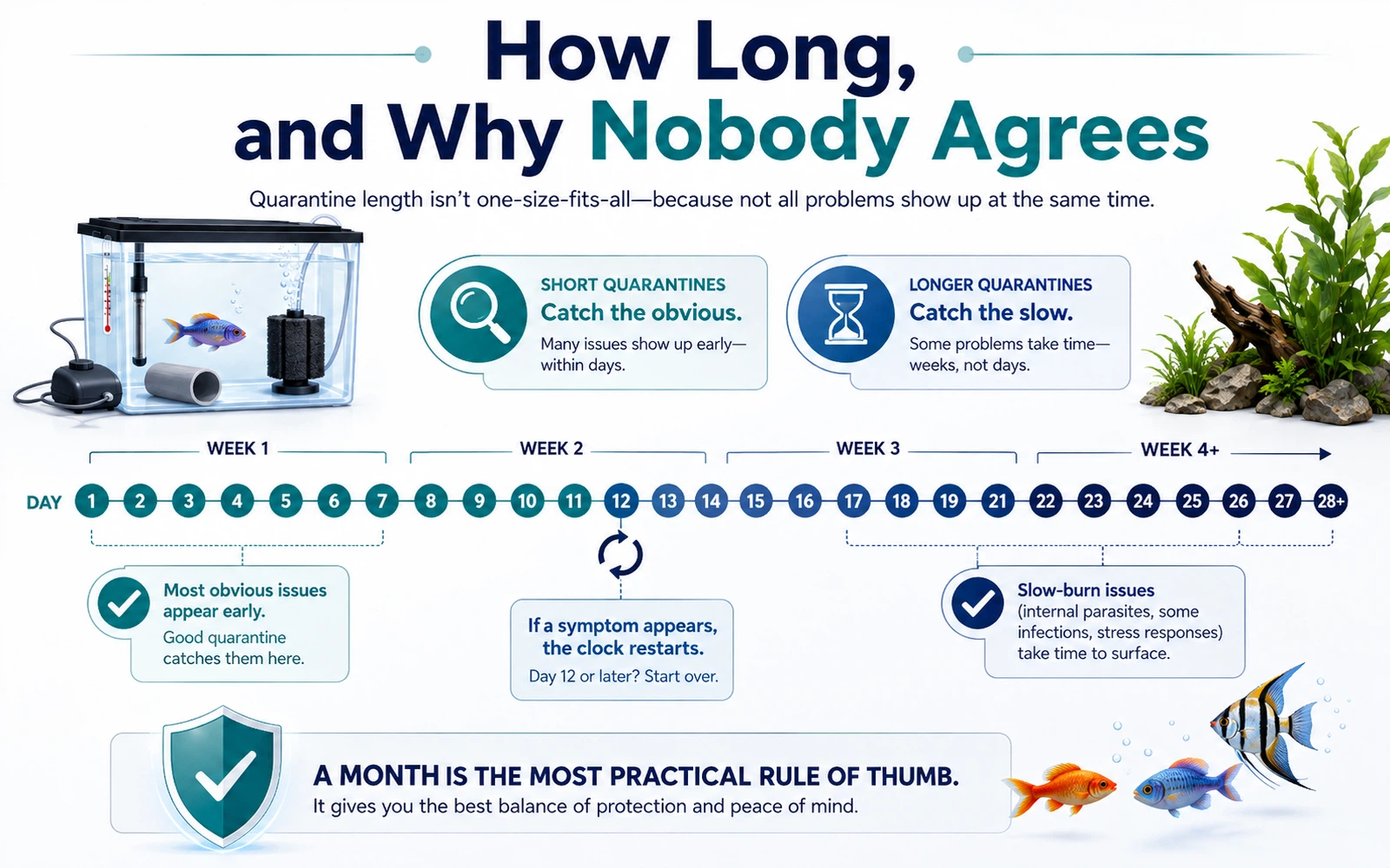 Infographic showing quarantine duration as a timeline and explaining why the clock restarts if symptoms appear.