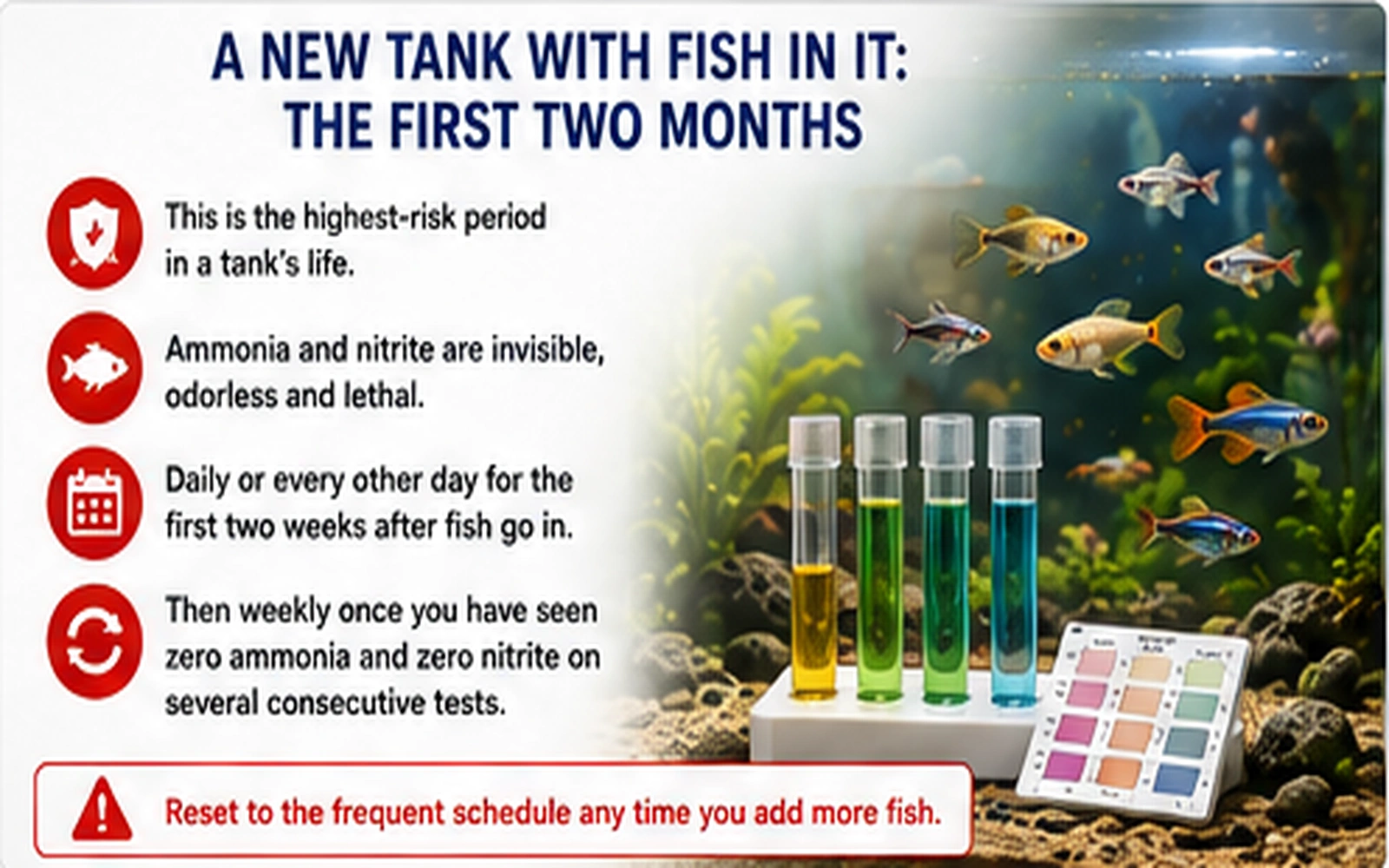 Aquarium test tubes and fish with testing schedule for the first two months after stocking