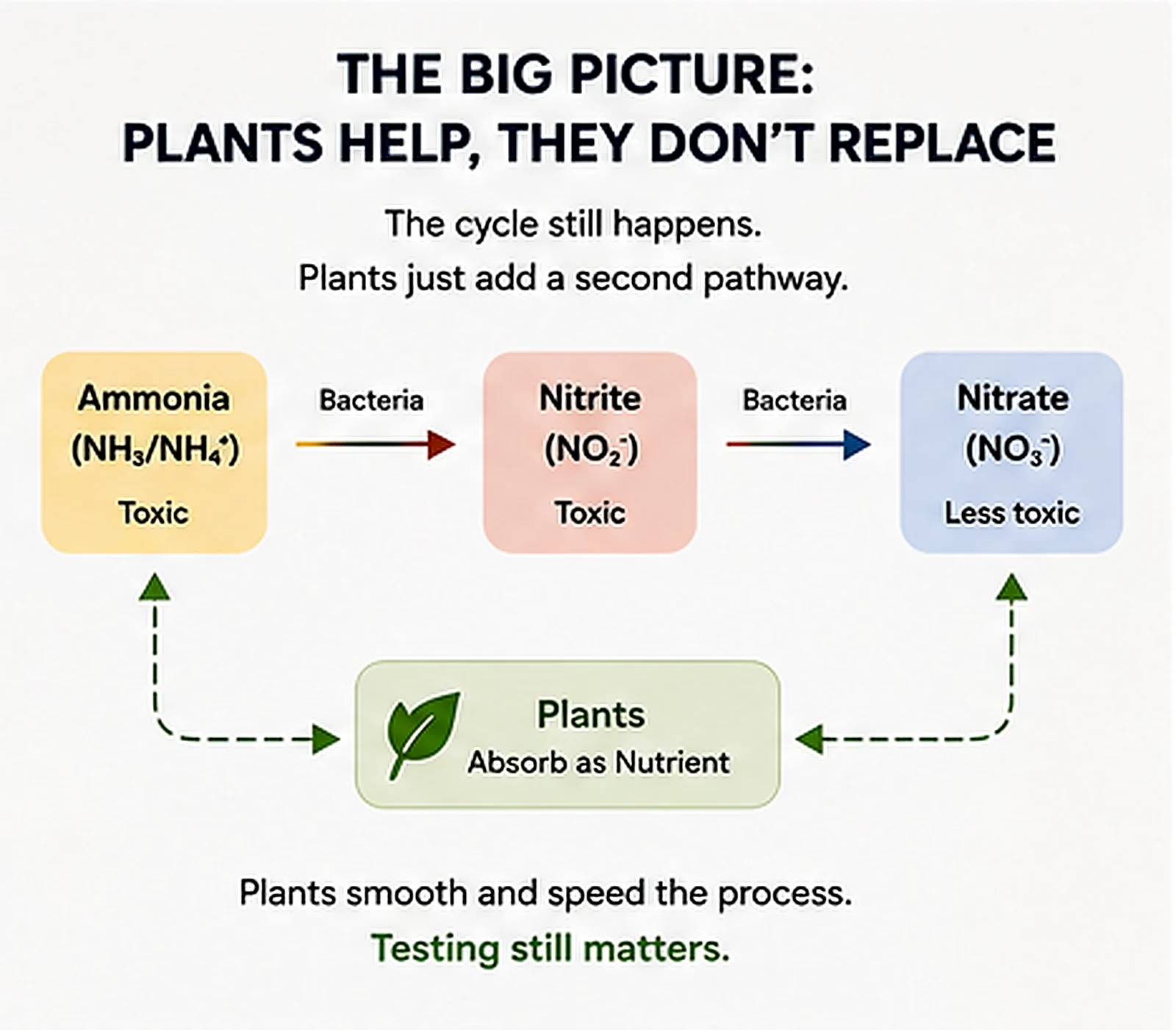 Diagram showing ammonia changing to nitrite and nitrate through bacteria while aquarium plants absorb nitrogen as nutrients