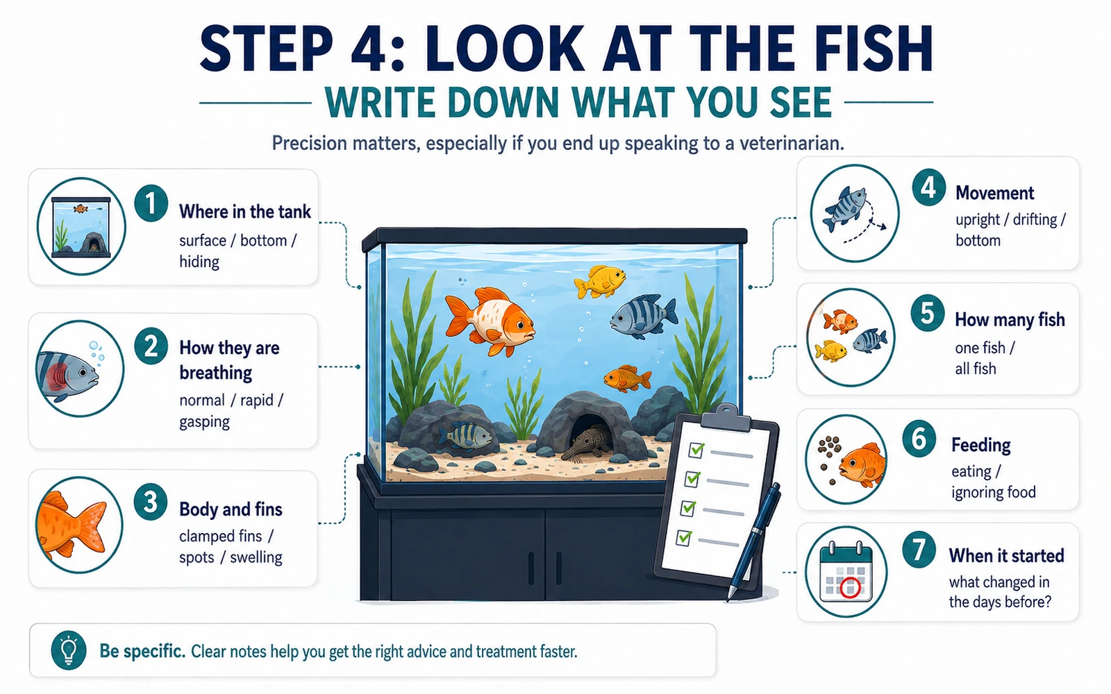 Infographic showing step 4 in aquarium troubleshooting: observe the fish and write down what you see.