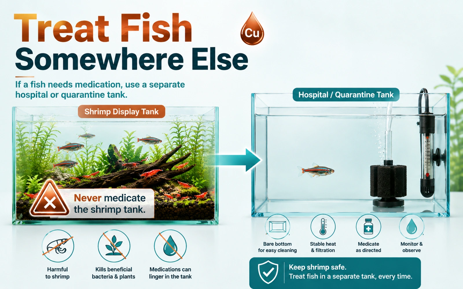 Infographic showing why fish medication should be used in a separate hospital or quarantine tank rather than the shrimp display tank.