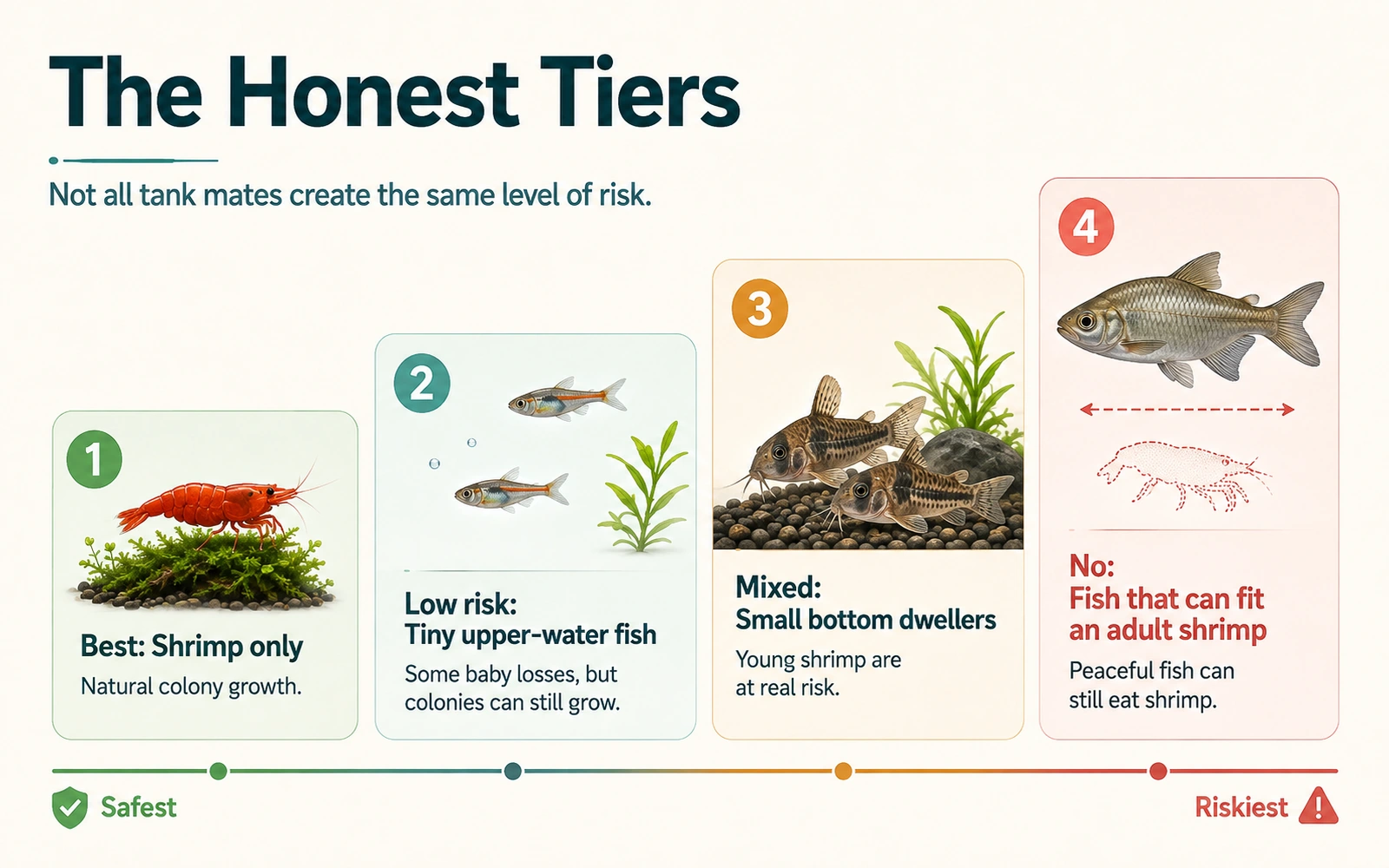 Infographic showing honest tank mate risk tiers from shrimp-only to tiny upper-water fish, bottom dwellers and larger risky fish.