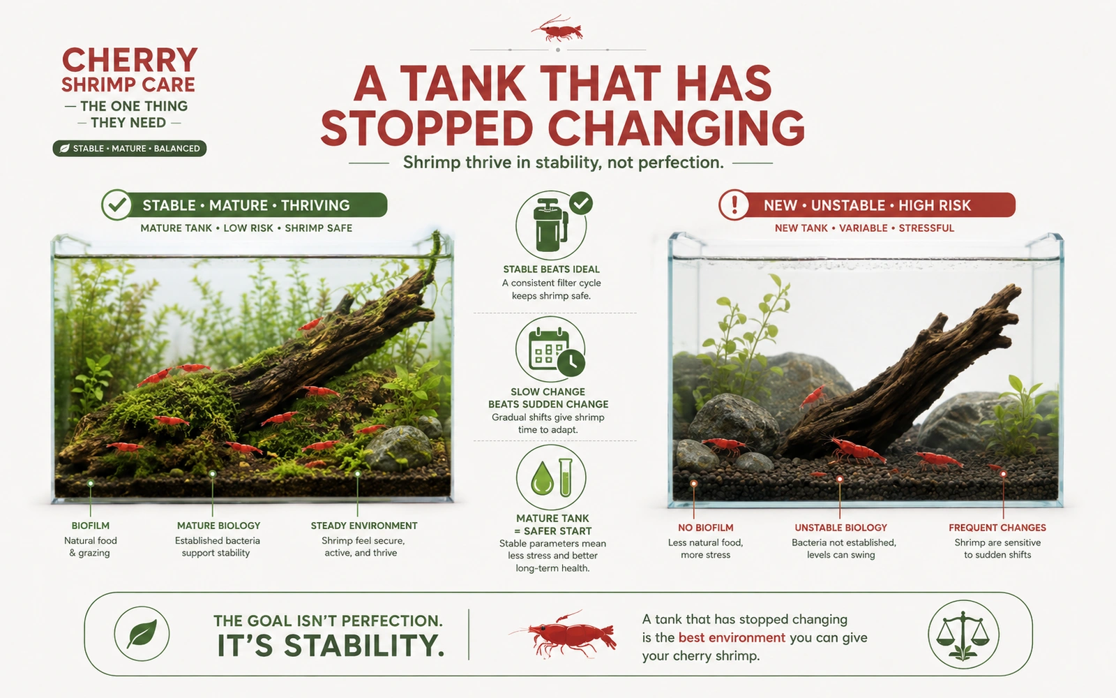 Infographic comparing a mature stable shrimp tank with a new unstable tank and emphasizing stability over ideal numbers.