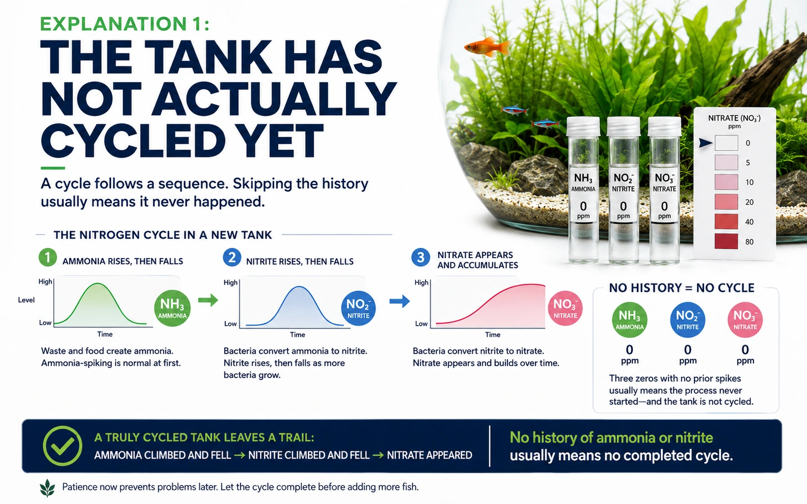Nitrogen cycle infographic showing ammonia rise and fall, nitrite rise and fall, and nitrate appearance in a new aquarium
