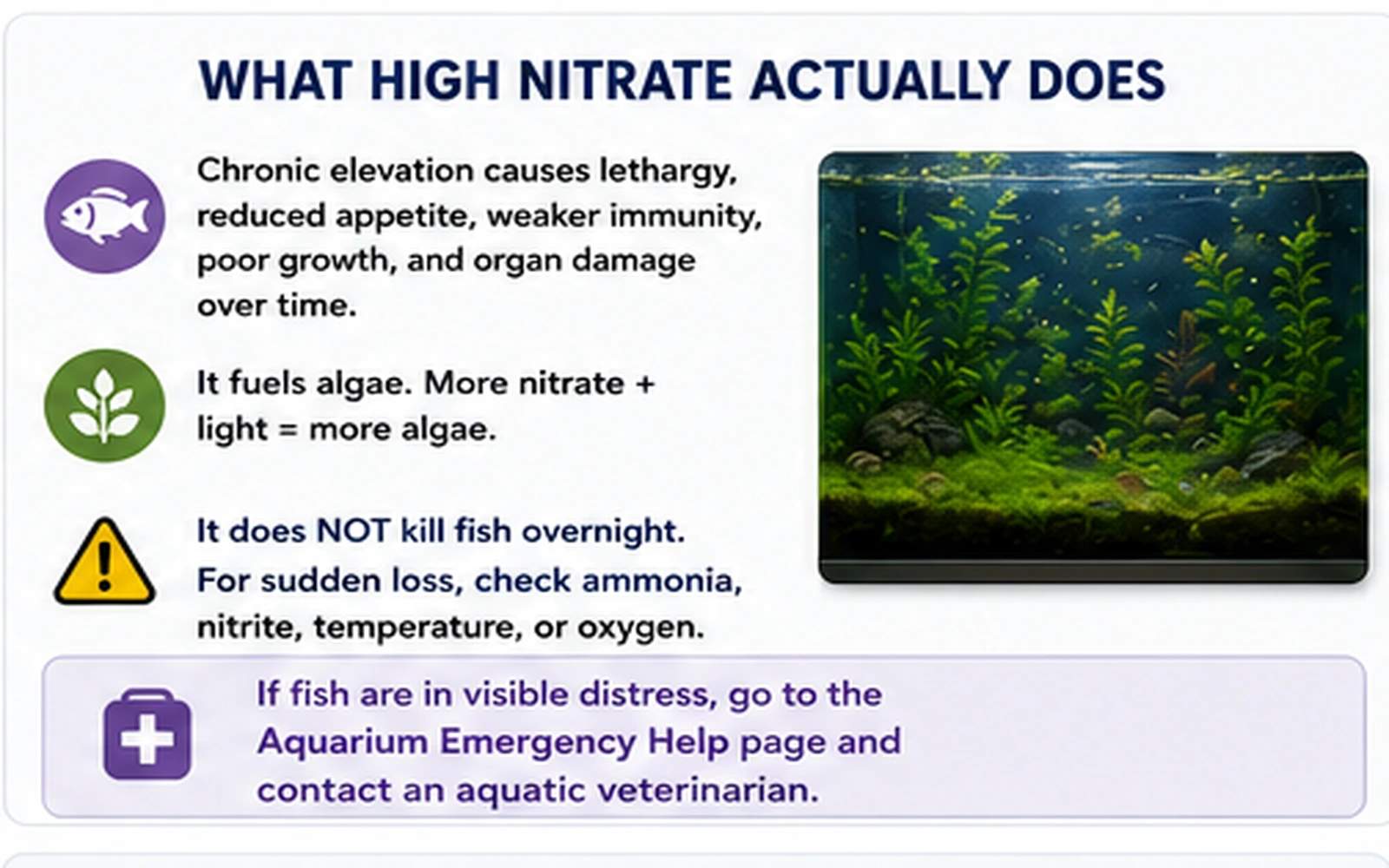 Planted aquarium infographic showing chronic effects of high nitrate and its contribution to algae growth