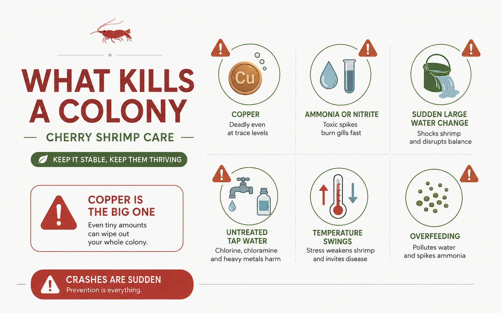 Infographic showing the major causes of a cherry shrimp colony crash, including copper, ammonia or nitrite, sudden water changes, untreated tap water, temperature swings, and overfeeding.