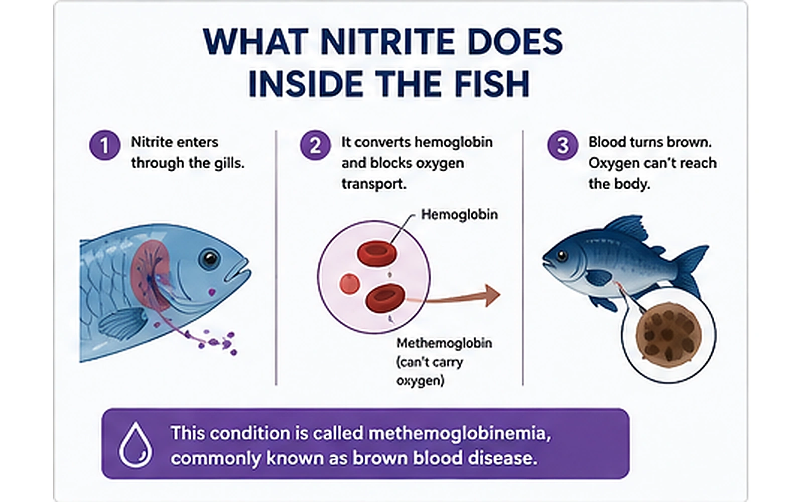Illustration showing nitrite entering through fish gills and converting hemoglobin into methemoglobin that cannot carry oxygen