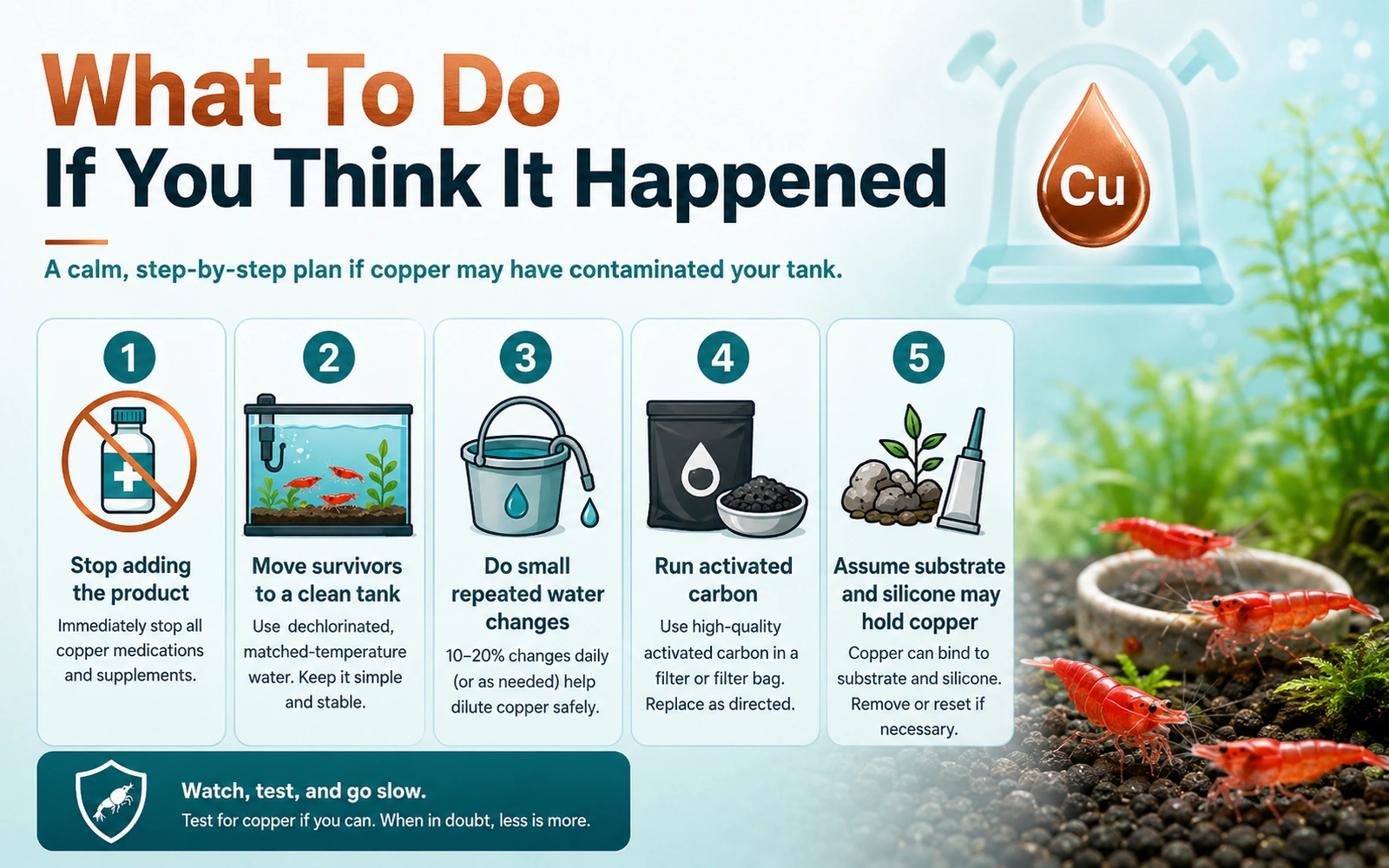 Infographic showing a cautious response plan if copper contamination is suspected in a shrimp tank.