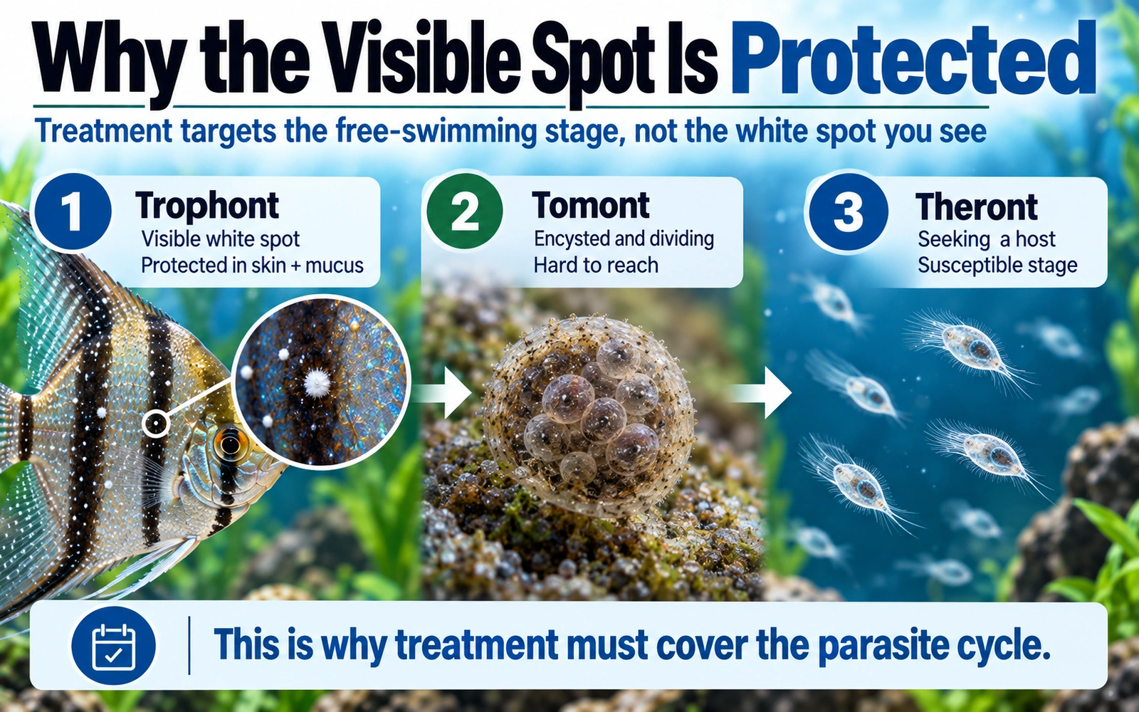 Ich parasite life-cycle infographic.